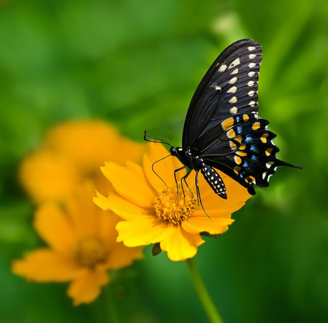 A black butterfly feeds on a yellow flower