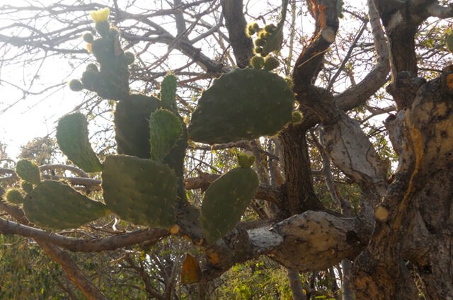 Nopal growing from a tree in Mexico