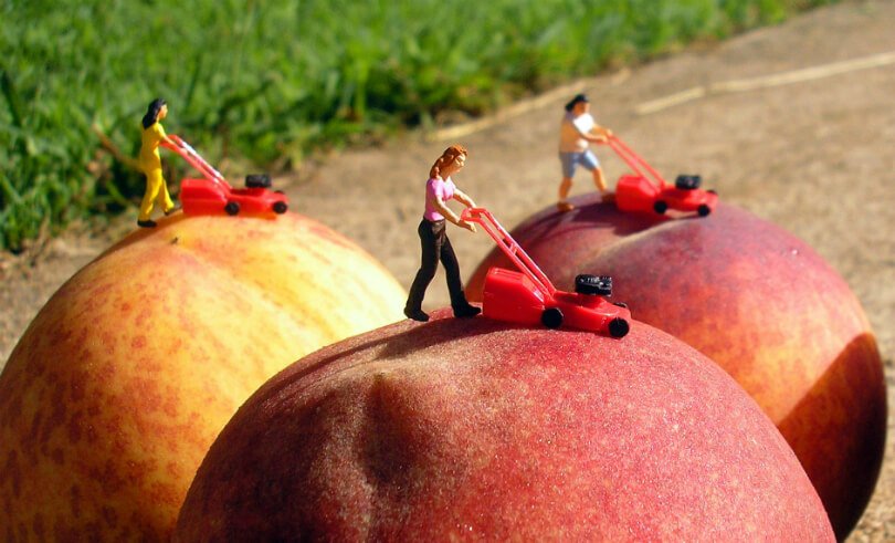 Fruit art by Anne Osborne - women mowing peaches in creating nectarines - Fruit-Powered