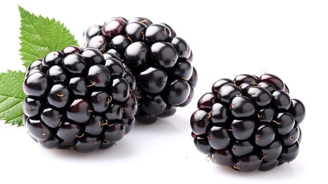 Three blackberries against a white background