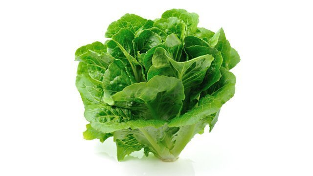 A head of romaine lettuce against a white background