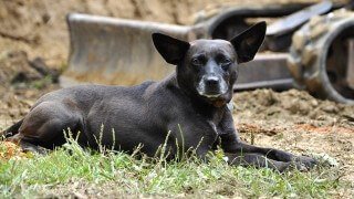 Korey Constable's dog River rests