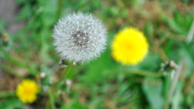 Closeup of a dandelion