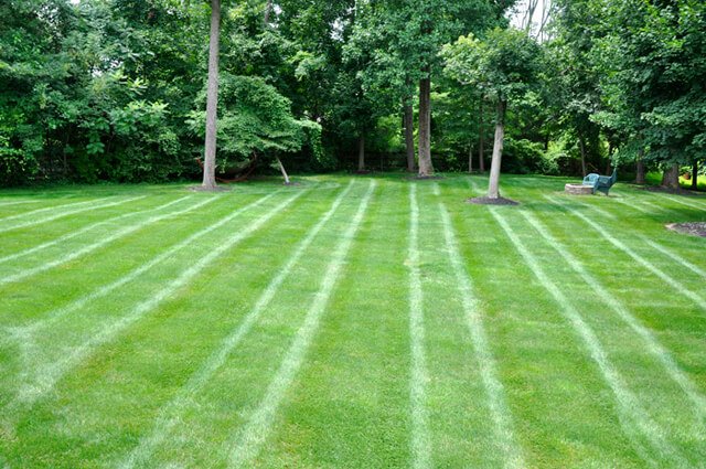 A perfectly striped suburban lawn