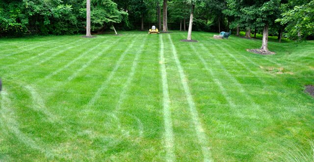 A lawn bears stripes from a first mowing pass