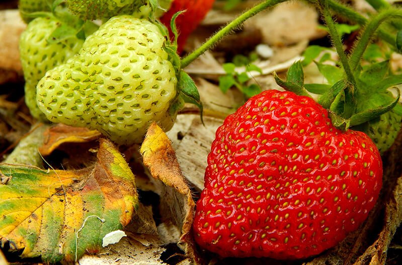 Strawberries in vivid detail growing in Petr and Alexandra Cech's garden