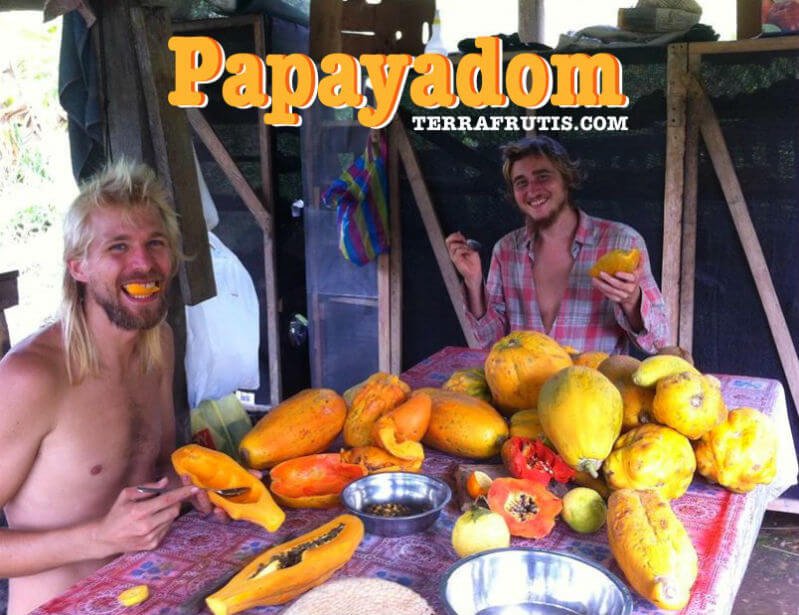 Jason Kvestad eats papaya with another fruit fanatic at Terra Frutis