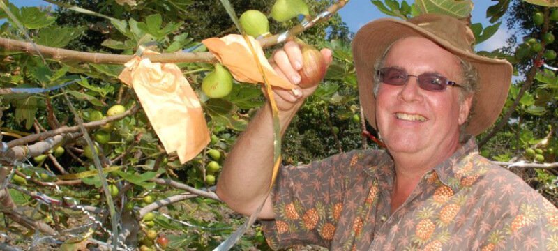 Ken Love picks masui dolphin figs in September 2011