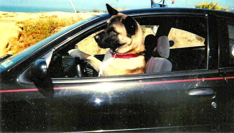 Michelle Jolene's dog Kaya at wheel of car - everlasting love - afterlife message